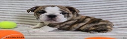English Bulldog dogs for sale: Maria  - Ad 6