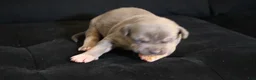 American Bully dogs for sale: Mr.Vegas - Ad 10
