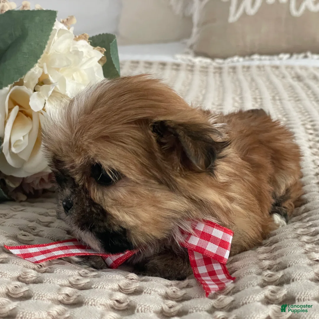 Morkie dogs for sale: Teacup Nugget - Ad 12