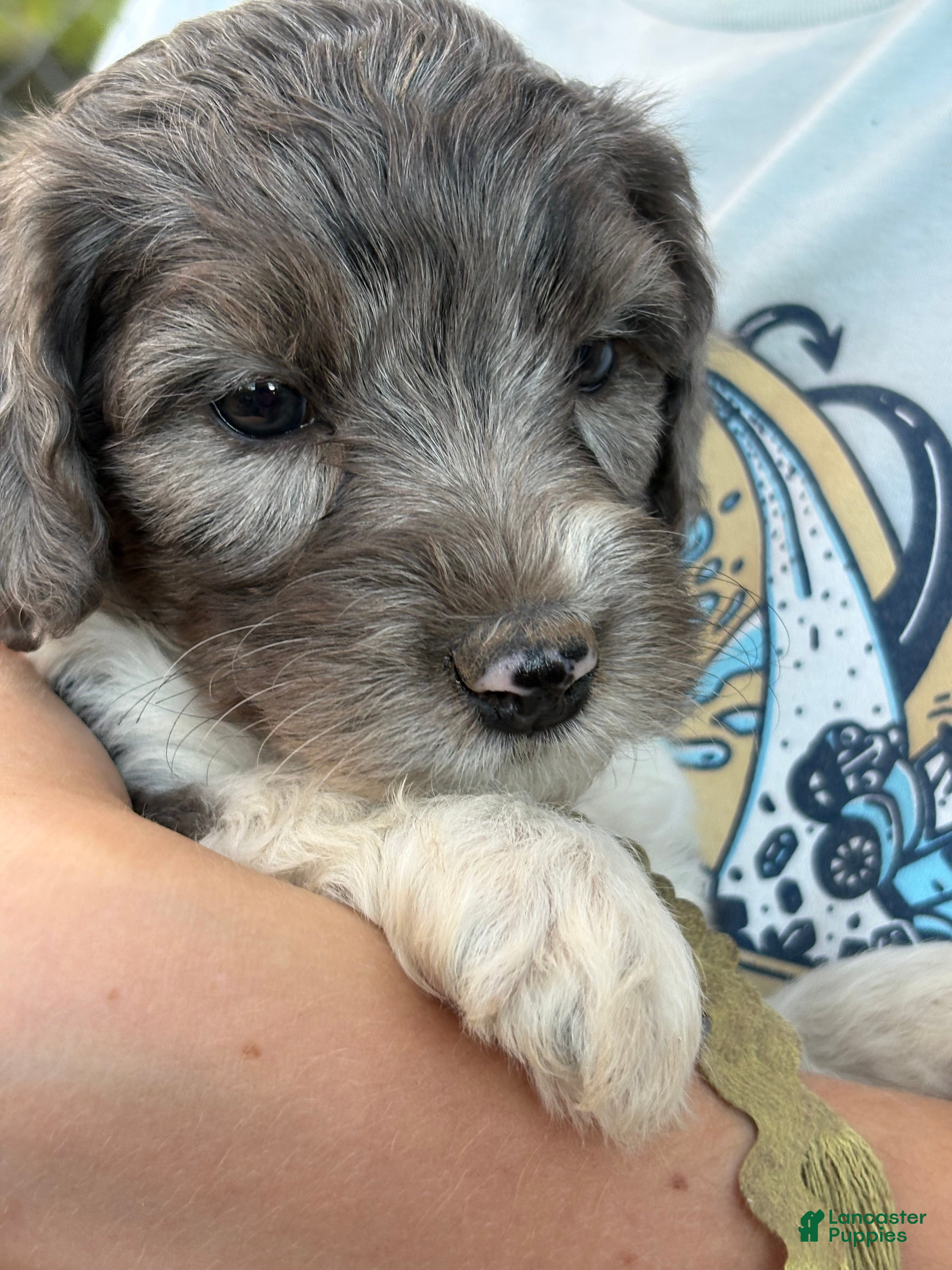Mixed Breed dogs for sale: Loren – Grey & White Small Merle Female Mini Bernedoodle | Happy & Social | 25–30 lbs - Ad 1