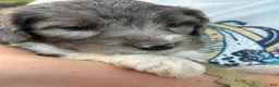 Mixed Breed dogs for sale: Loren – Grey & White Small Merle Female Mini Bernedoodle | Happy & Social | 25–30 lbs - Ad 1