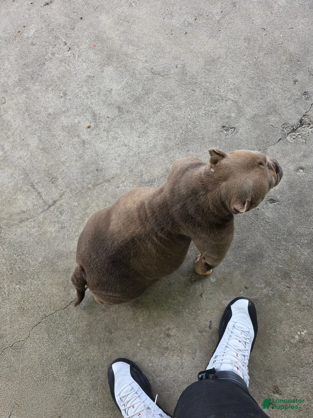 American Bully dogs for sale: Stripes - Ad 2