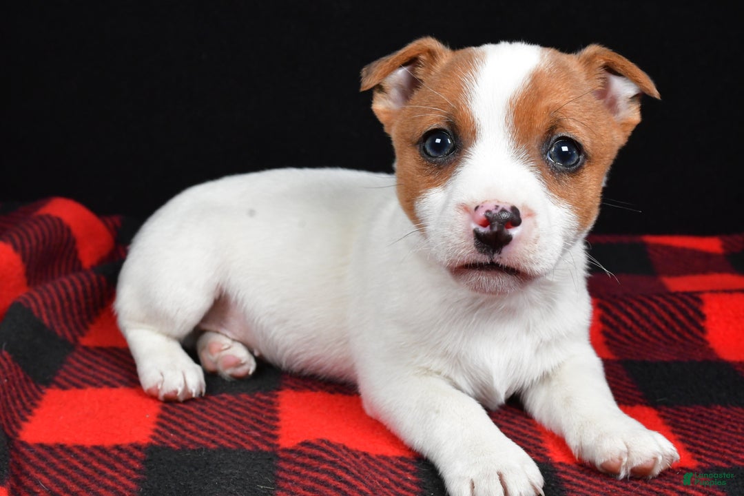 Jack Russell Terrier dogs for sale: Shep - Ad 1