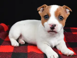 Jack Russell Terrier dogs Shep - Ad 15