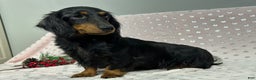 Miniature Dachshund dogs for sale: Troy - Ad 6
