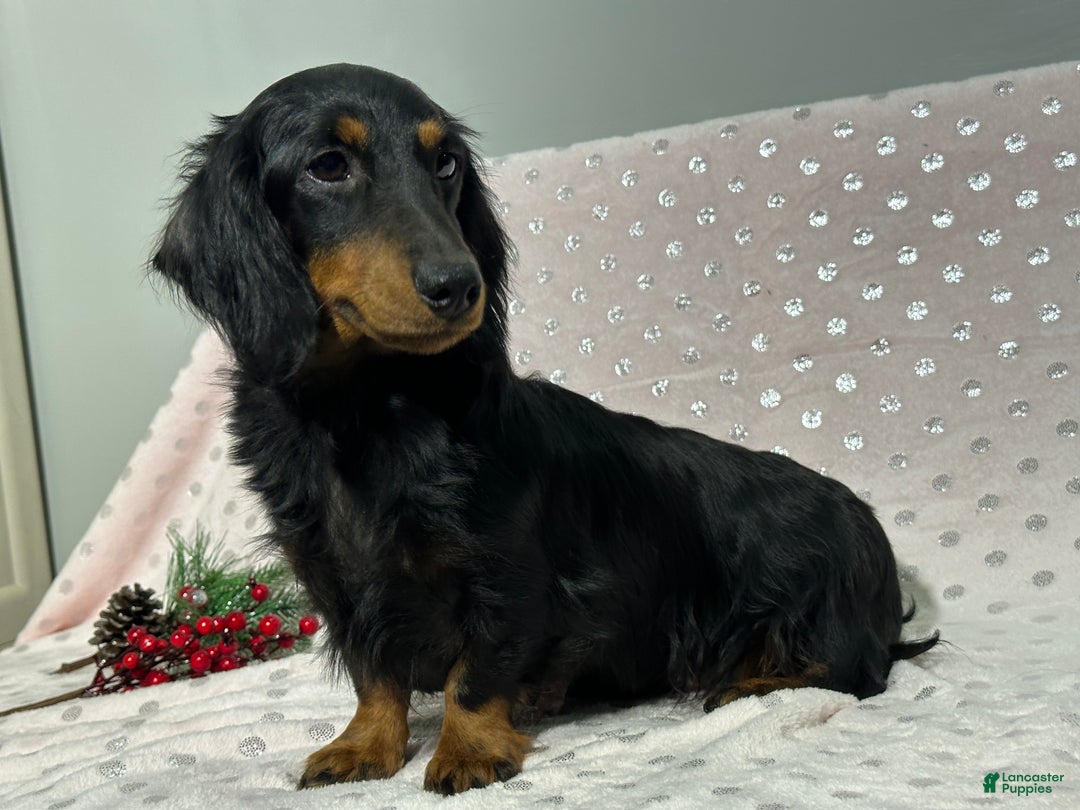 Miniature Dachshund dogs for sale: Troy - Ad 6