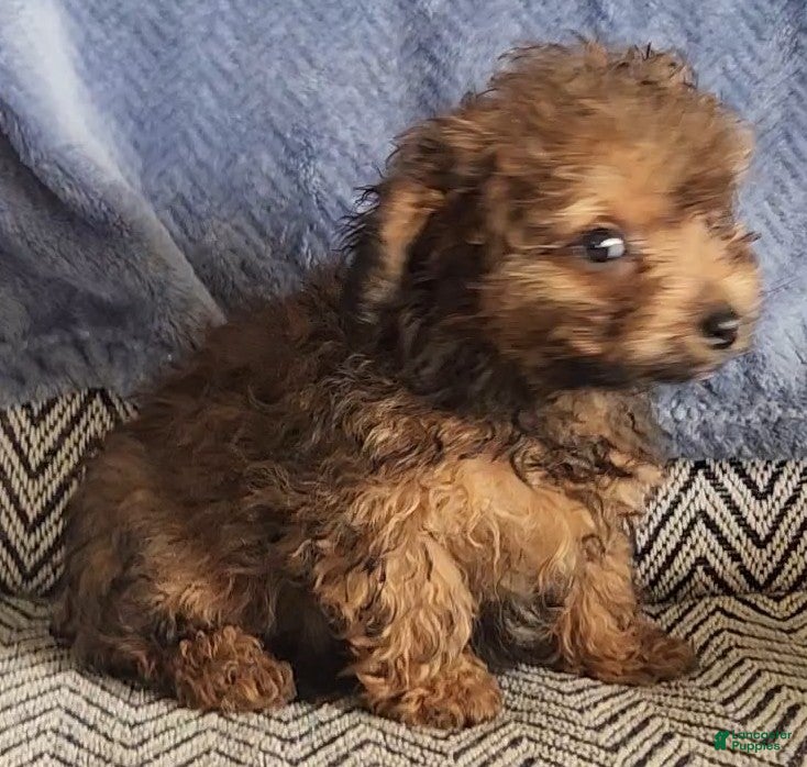 Mixed Breed dogs Pixie - Ad 1