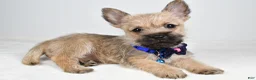 Cairn Terrier dogs for sale: Chase - Ad 7