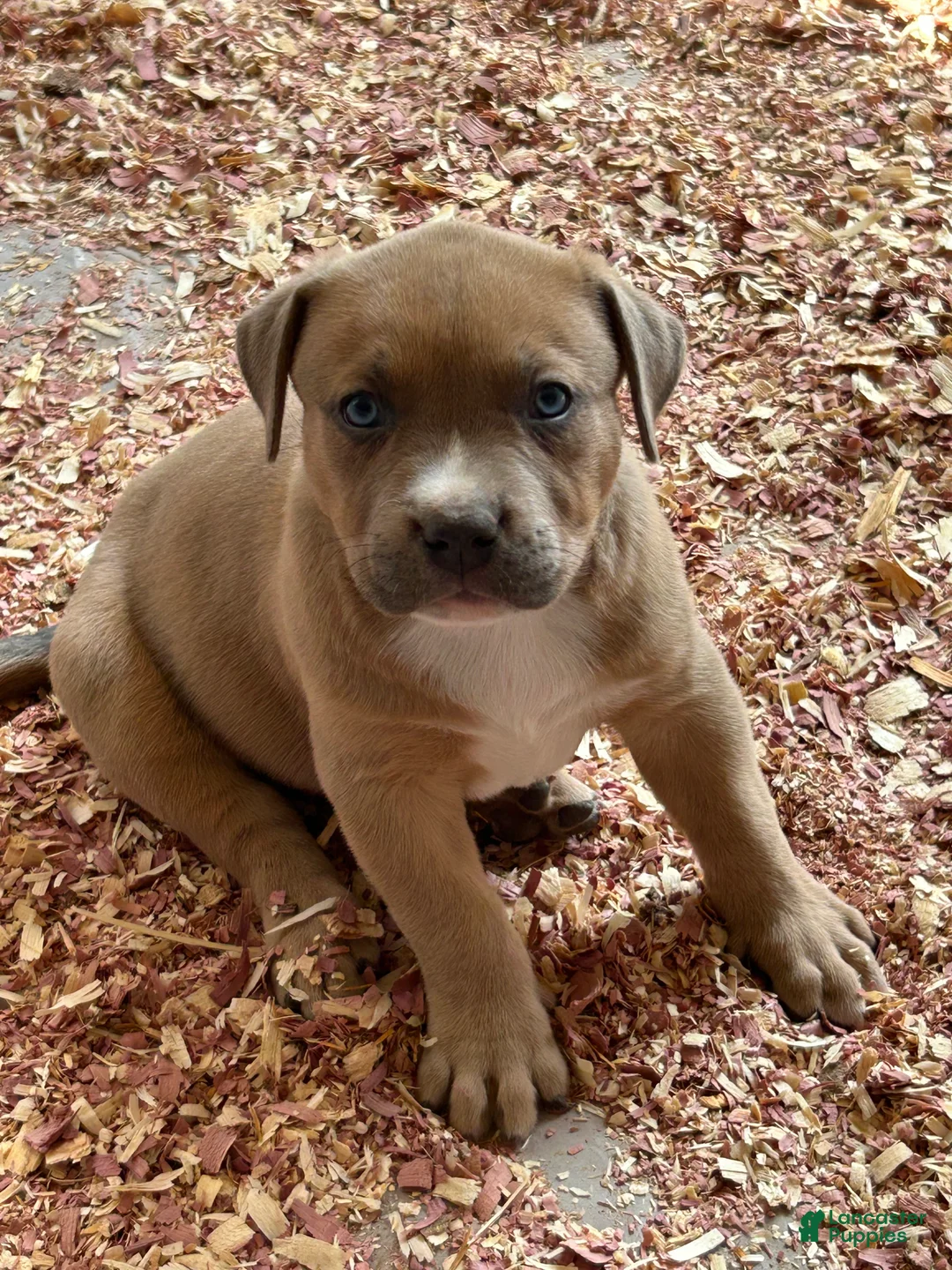 American Bully dogs for sale: American Bully Puppy 2 - Ad 4