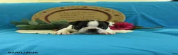 Boston Terrier dogs for sale: Viola - Ad 8