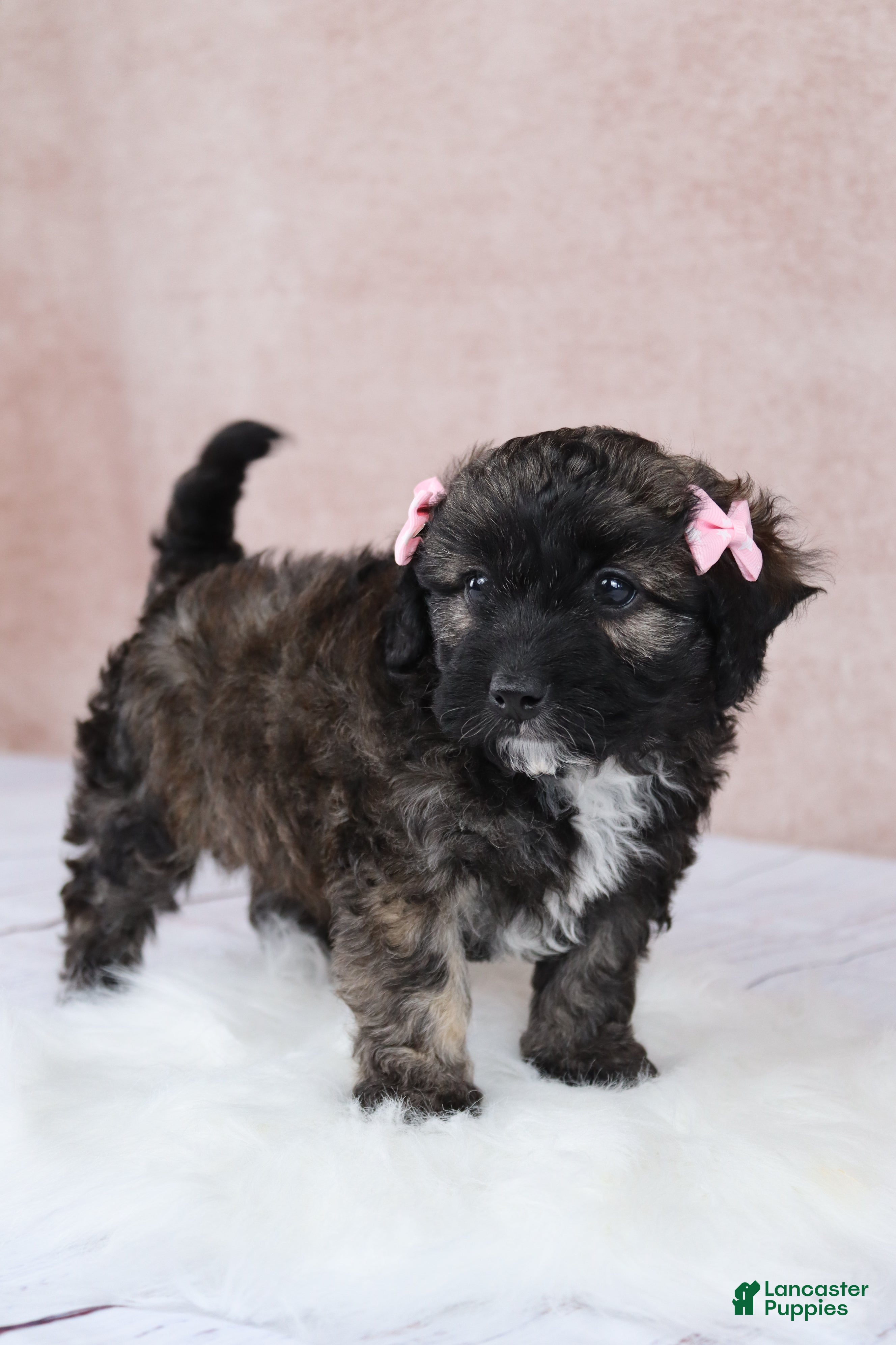 Cavapoo dogs F1B  Hazelnut - Ad 2