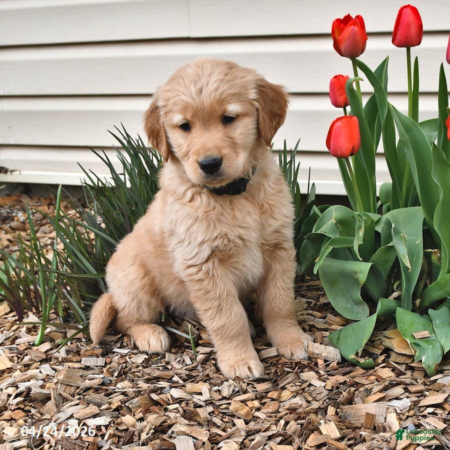 Golden Retriever dogs Roy  - Ad 2