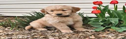 Golden Retriever dogs for sale: Roy  - Ad 6