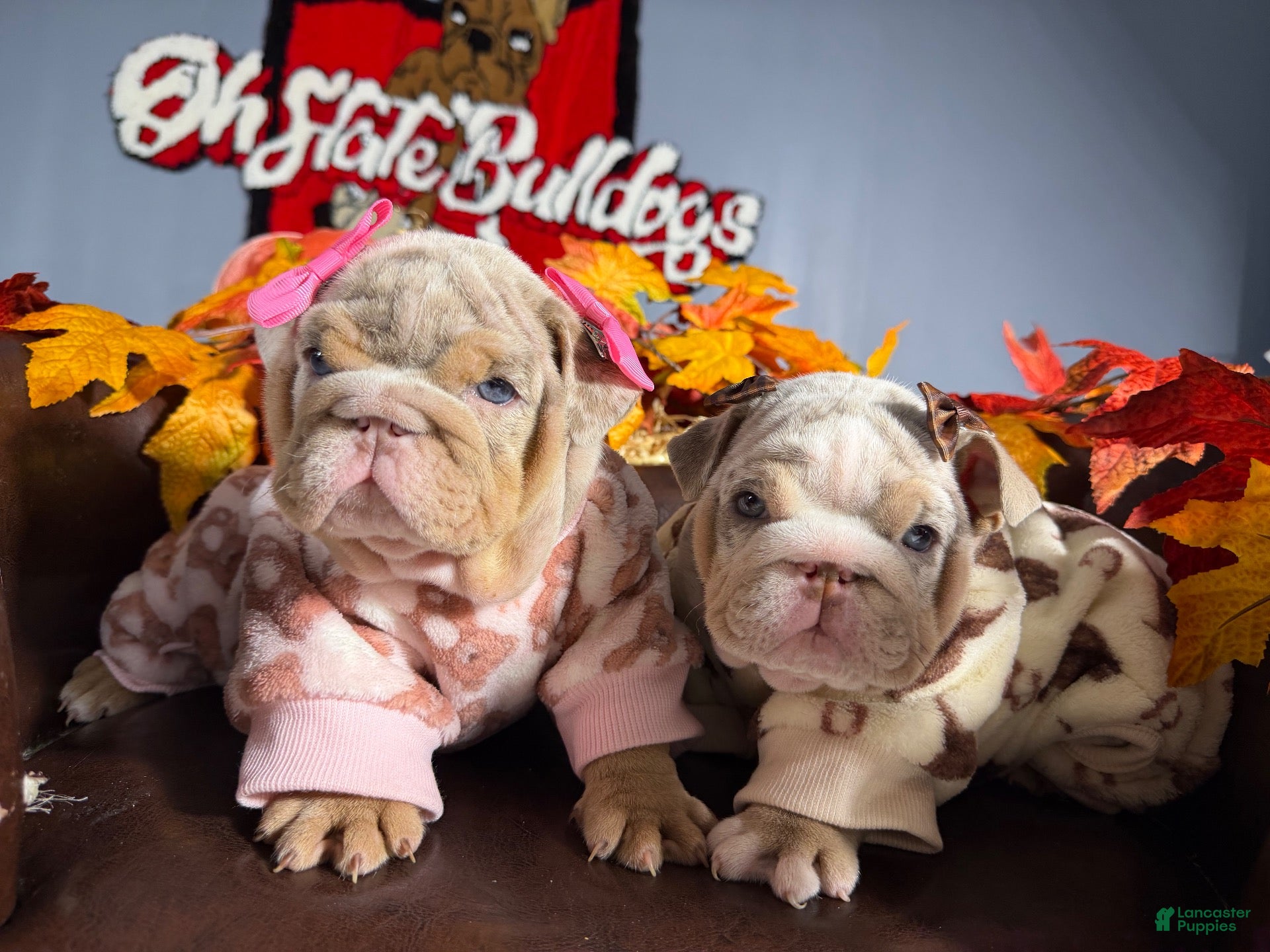 English Bulldog dogs English Bulldog 1 - Ad 2