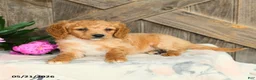 Mini Goldendoodle dogs for sale: Jane - Ad 3