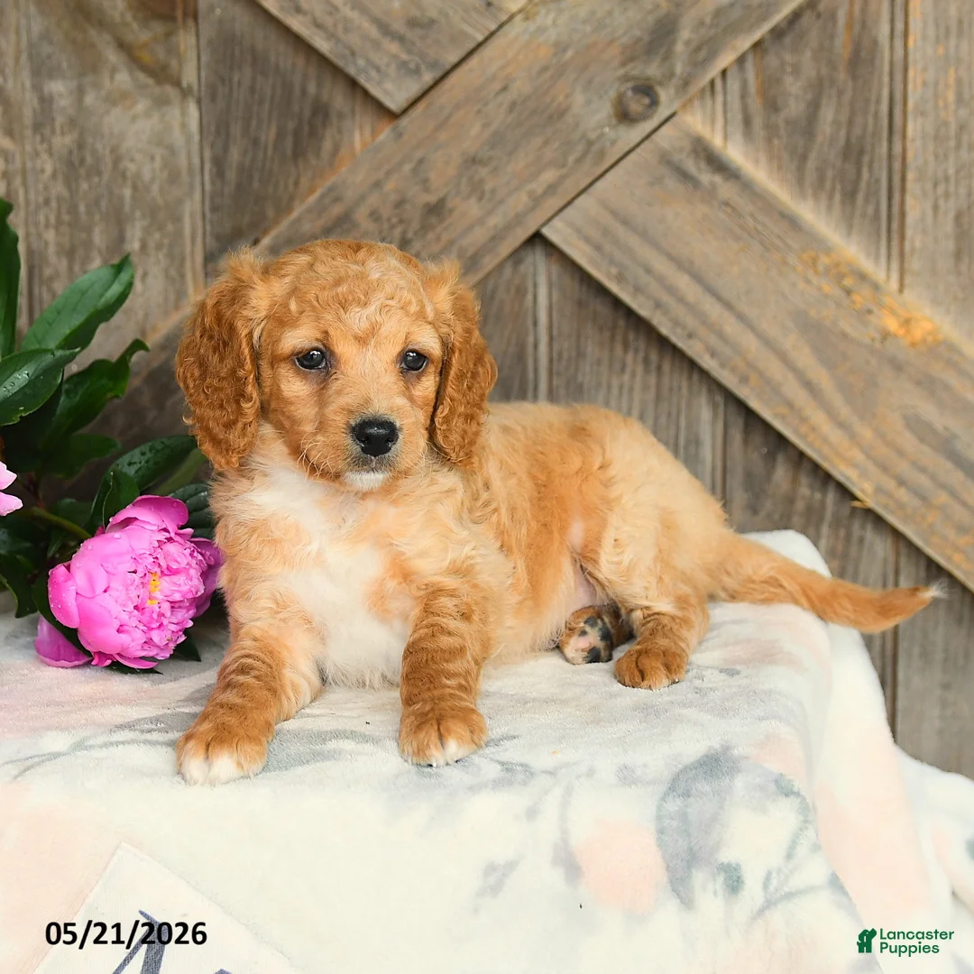 Mini Goldendoodle dogs for sale: Jane - Ad 3