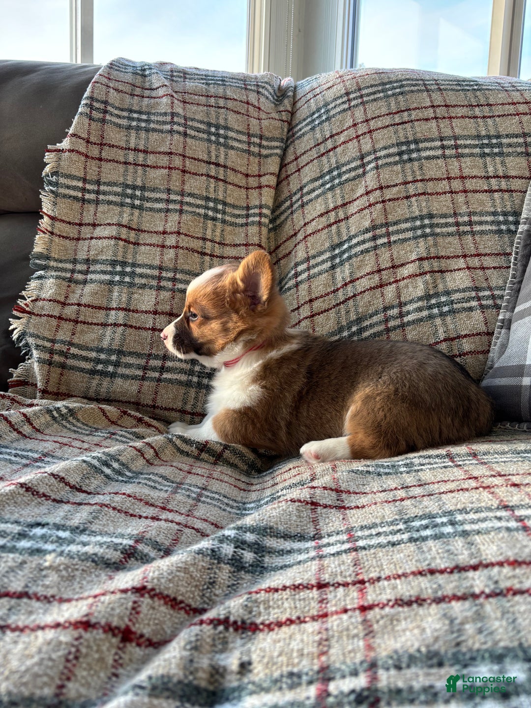 Welsh Corgi Pembroke dogs for sale: Welsh Corgi Pembroke Puppy 2 - Ad 4