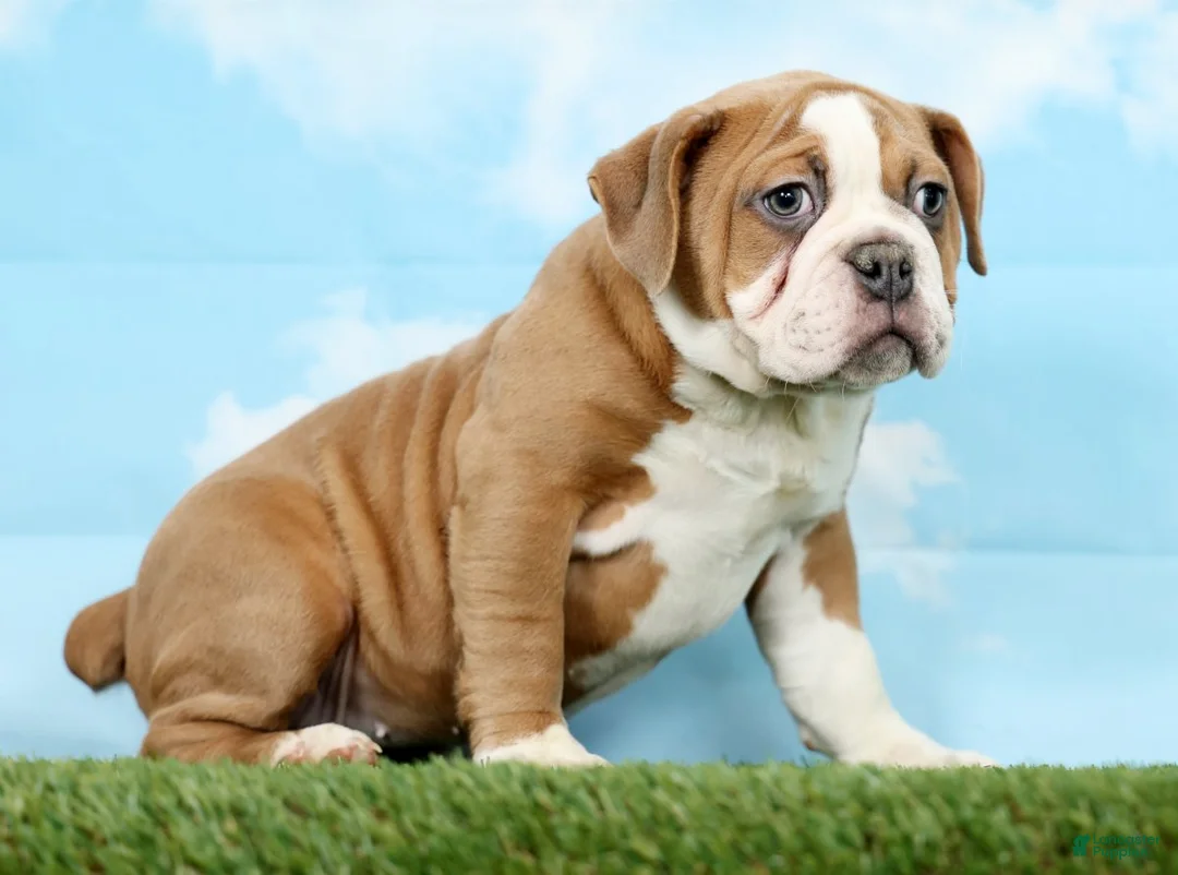 Olde English Bulldogge dogs for sale: Olde English Bulldogge Puppy 1 - Ad 5