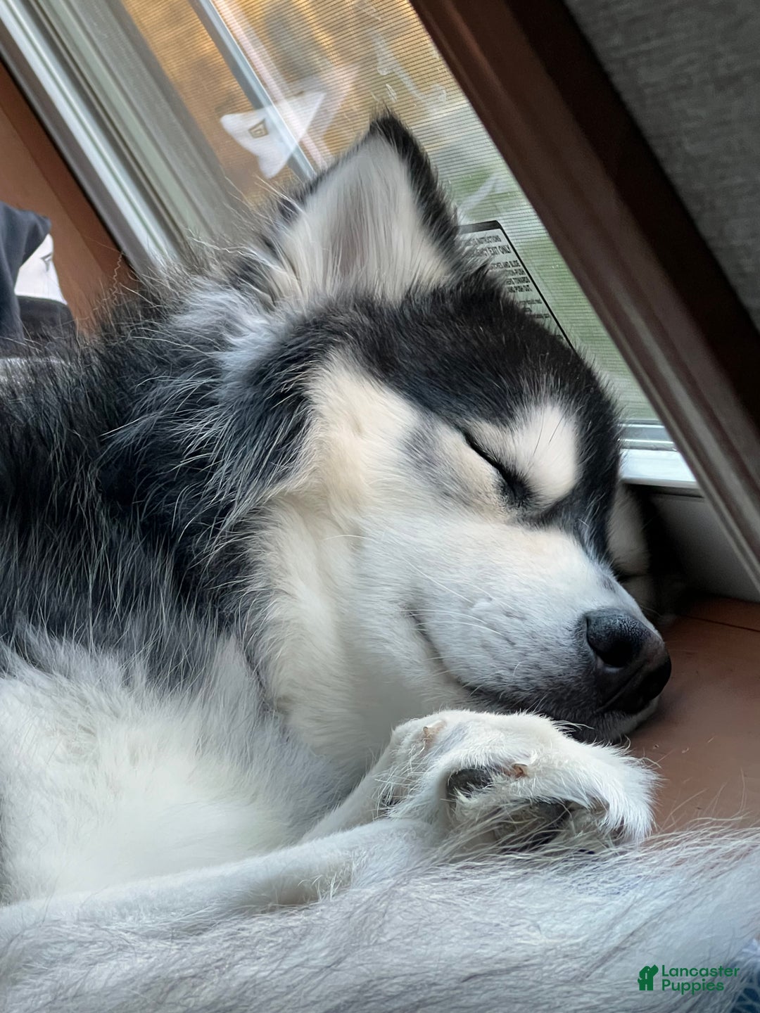 Siberian Husky dogs for sale: Haha - Ad 7