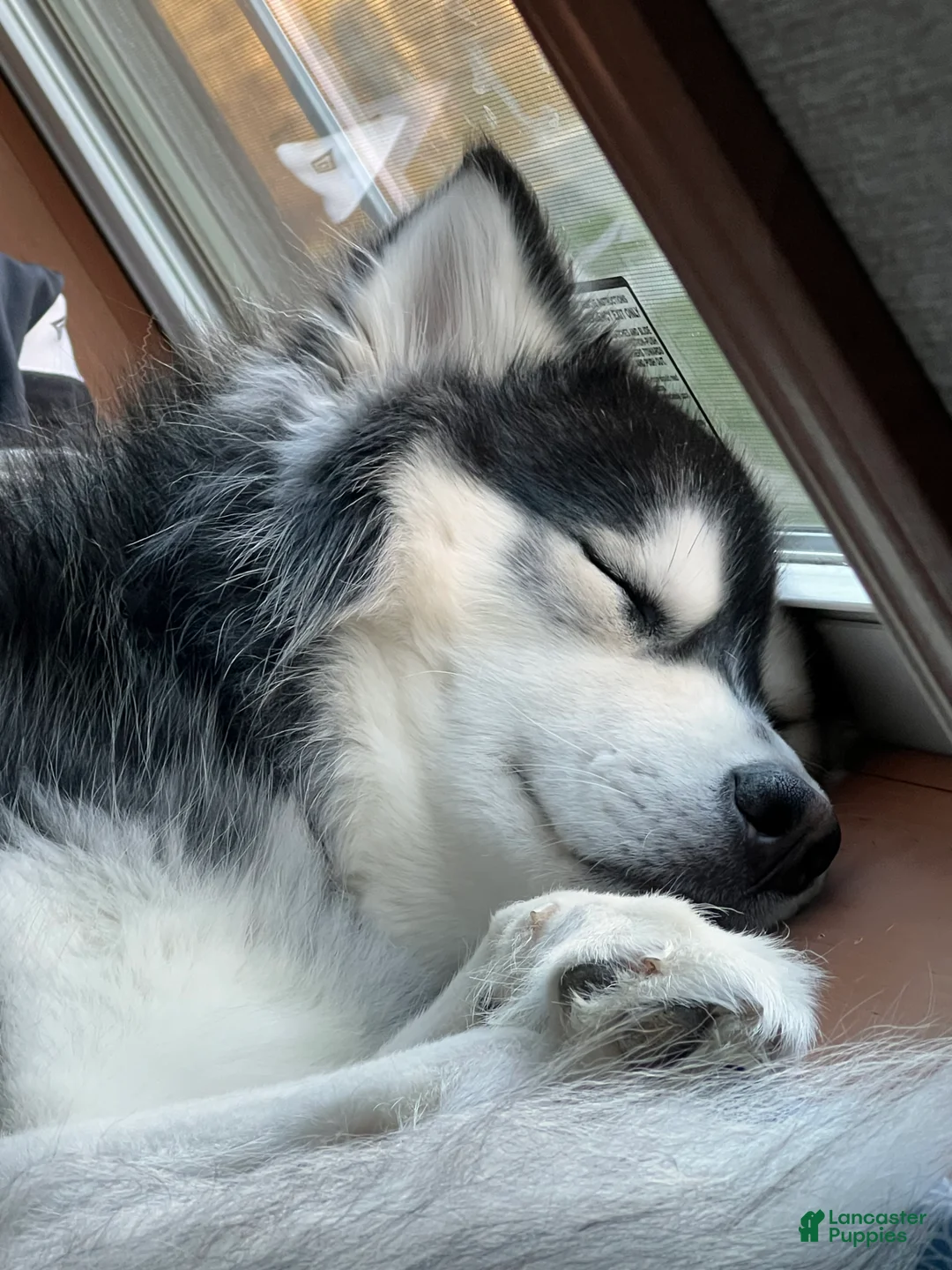 Siberian Husky dogs for sale: Haha - Ad 7