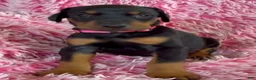 Doberman Pinscher dogs for sale: Doberman Pinscher 7 - Ad 2