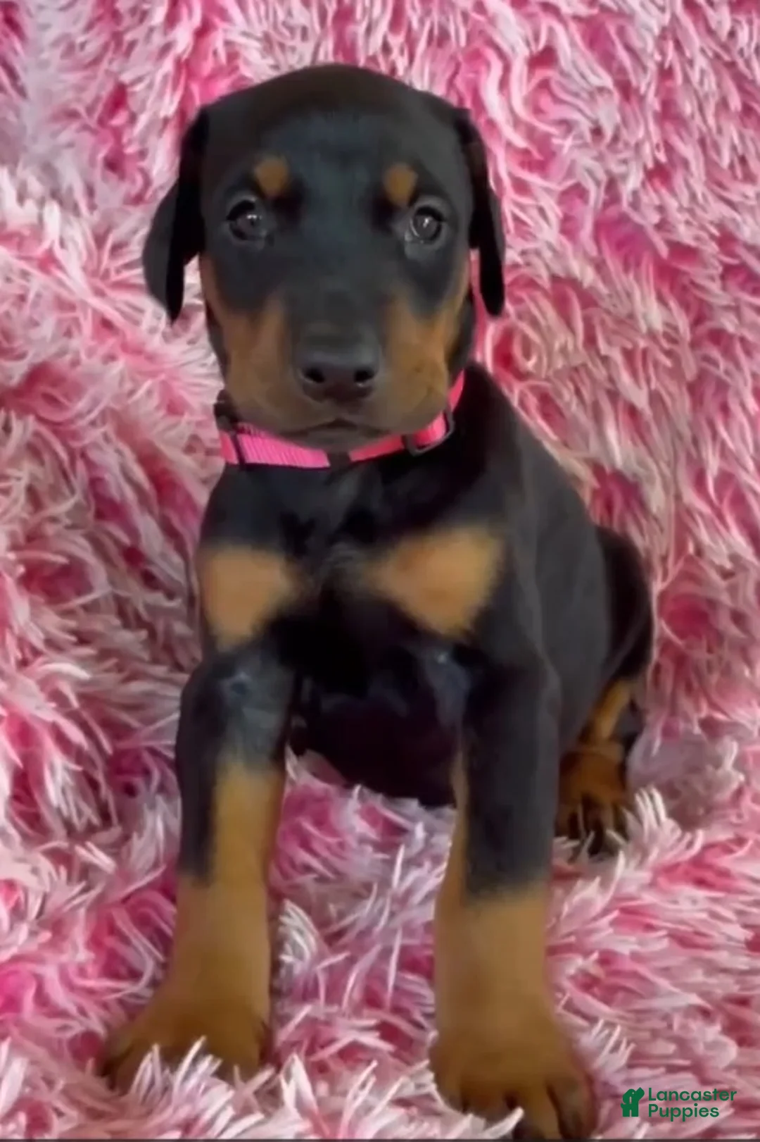 Doberman Pinscher dogs for sale: Doberman Pinscher 7 - Ad 2