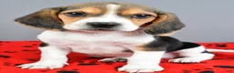 Beagle dogs for sale: Dandy - Ad 8