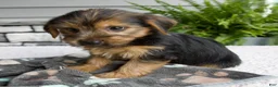 Morkie dogs for sale: Wyatt - Ad 6
