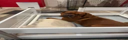Dogue De Bordeaux dogs for sale: Dogue De Bordeaux Puppy 6 - Ad 5