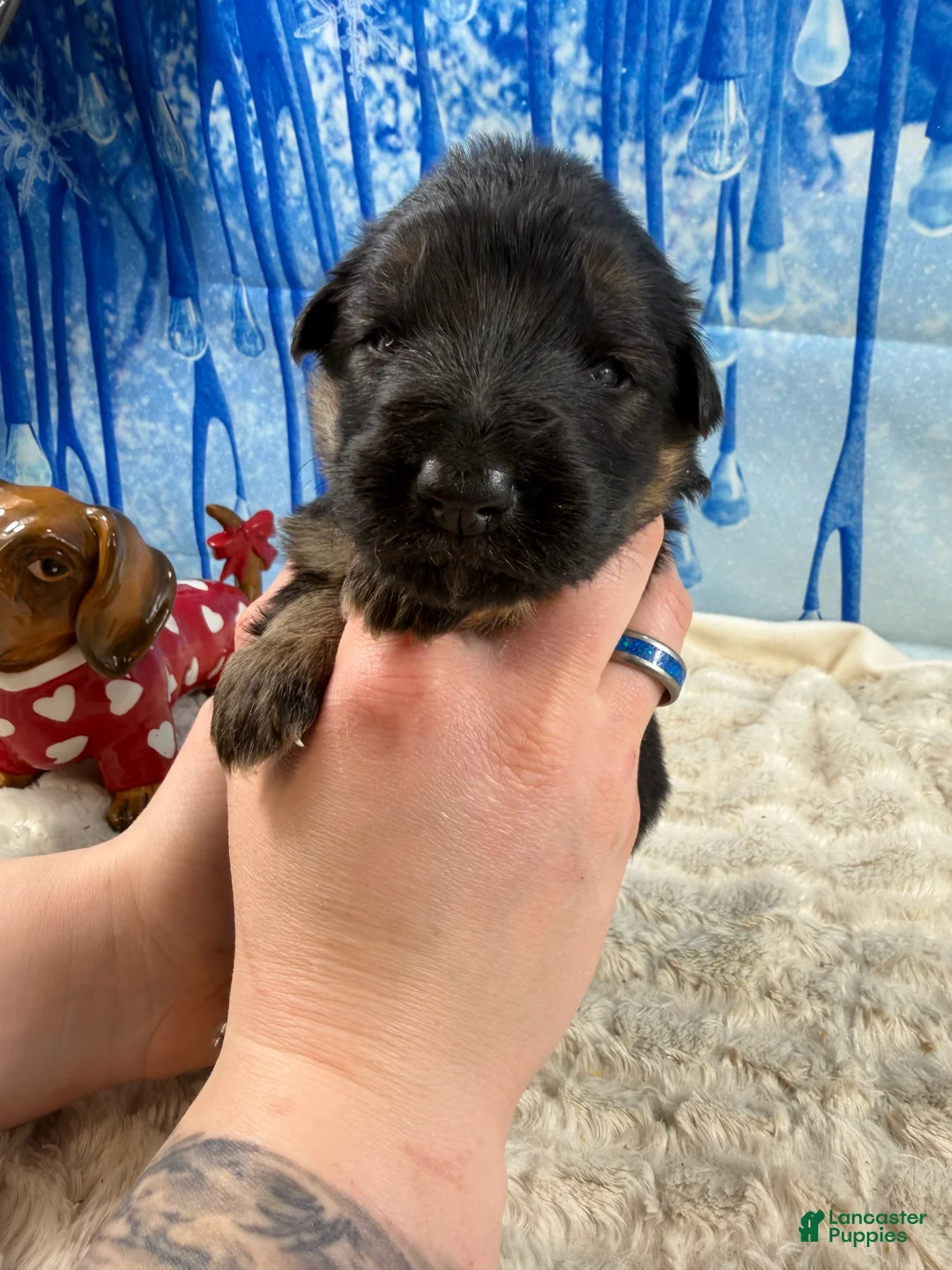 German Shepherd dogs for sale: German Shepherd Puppy 3 - Ad 3