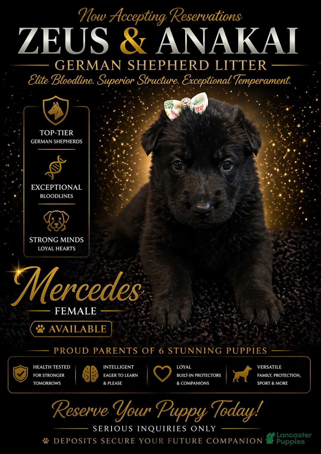 German Shepherd dogs for sale: Mercedes - Ad 1