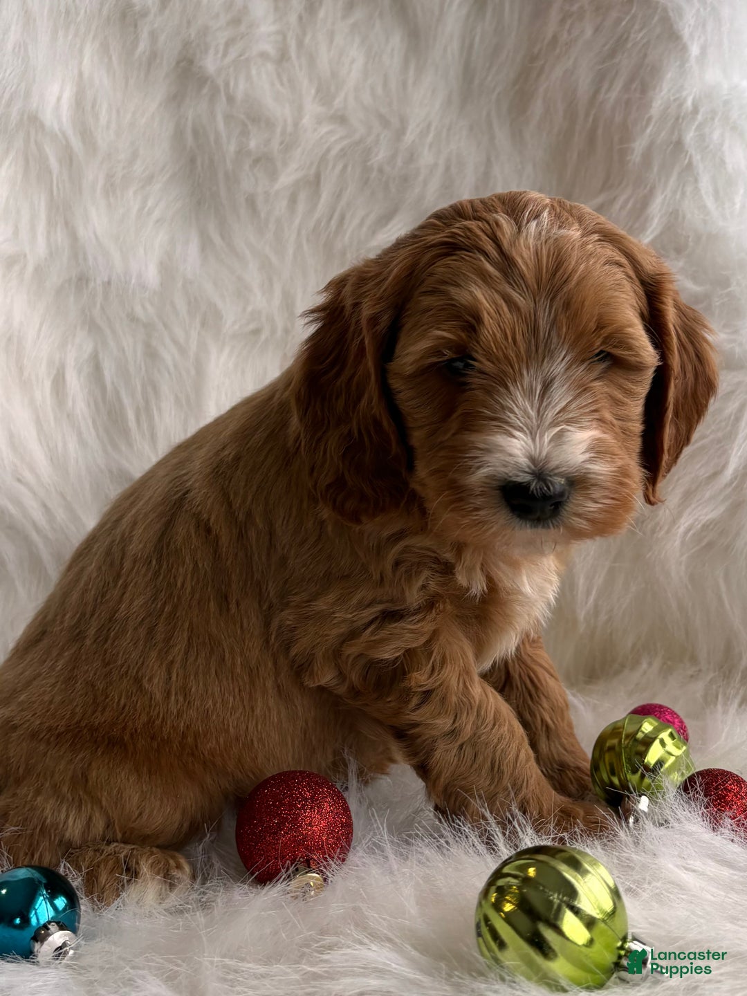 Mixed Breed dogs for sale: Mini Rudy  - Ad 4