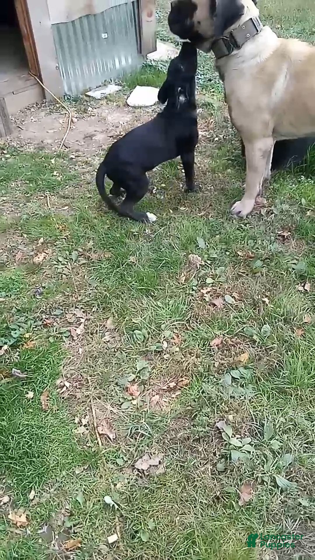 Mixed Breed dogs for sale: Oreo - Ad 2