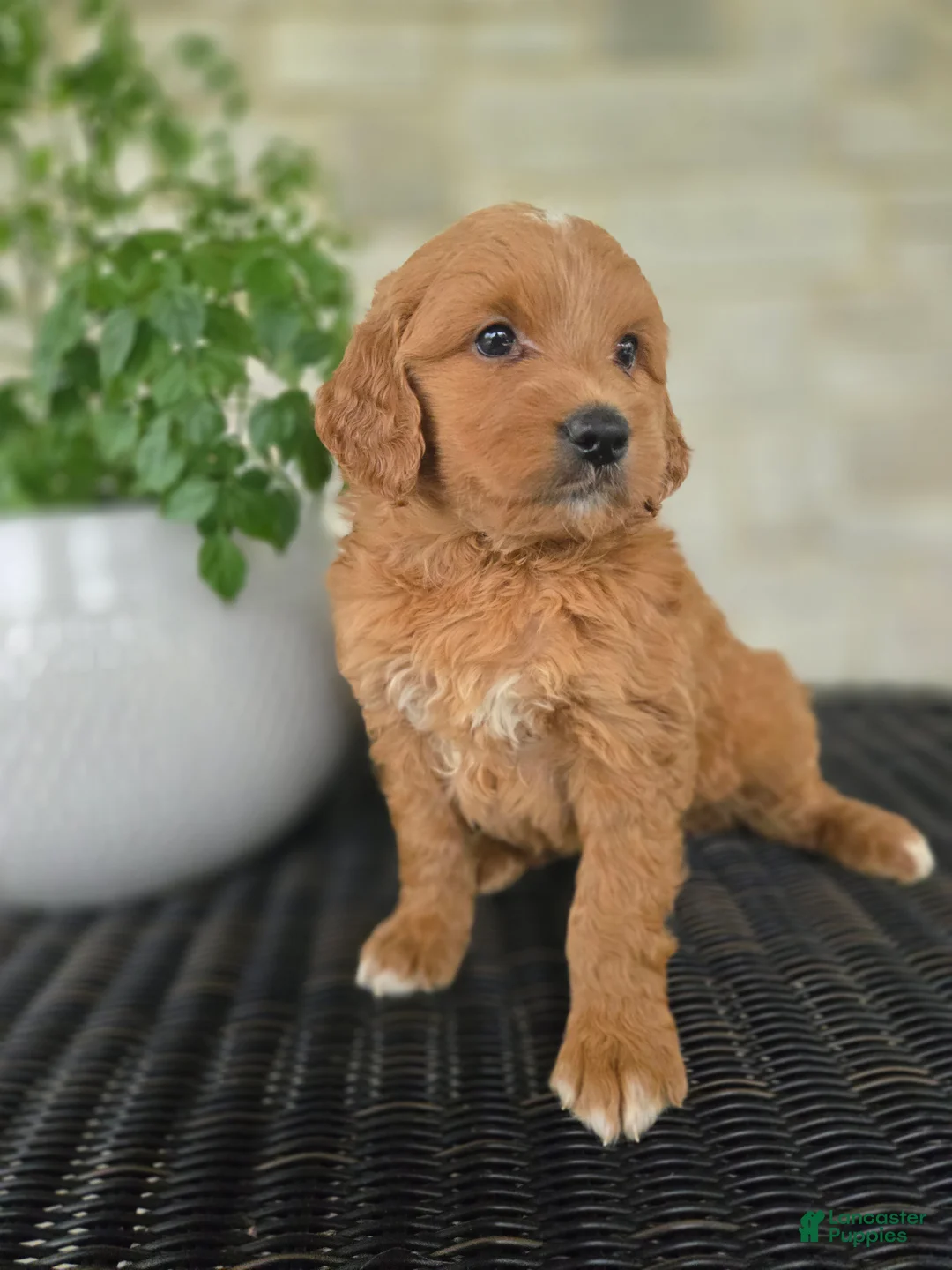 Mini Goldendoodle dogs for sale: Mini Goldendoodle Puppy 3 - Ad 2