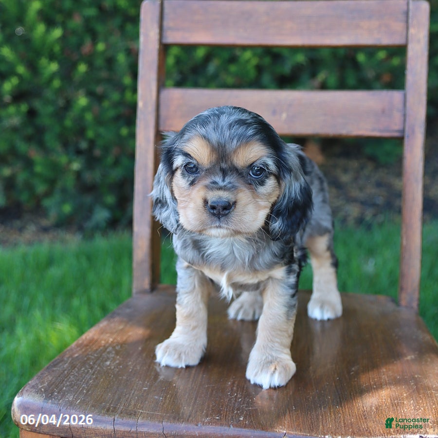 Cockalier dogs for sale: Rita - Ad 3