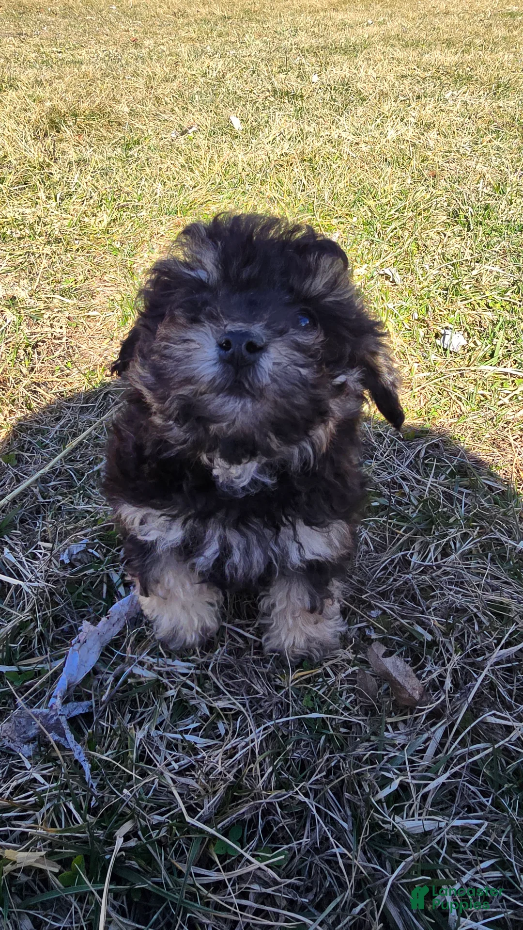 Toy Poodle dogs for sale: Blake - Ad 1