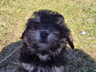 Toy Poodle dogs for sale: Blake - Ad 3