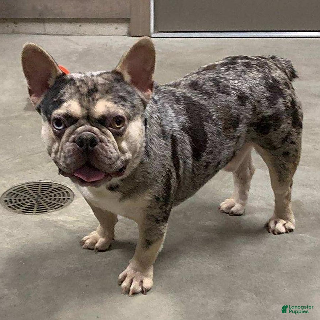 French Bulldog dogs for sale: Love Bug - Ad 17