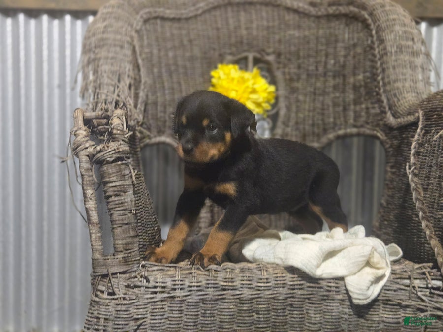 Rottweiler dogs Timothy - Ad 2