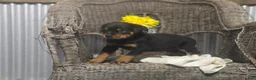 Rottweiler dogs for sale: Timothy - Ad 2