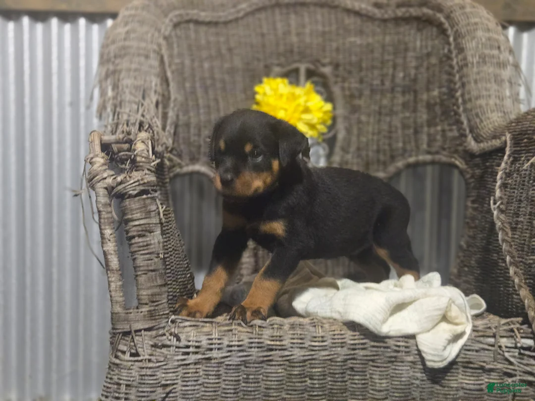 Rottweiler dogs for sale: Timothy - Ad 2