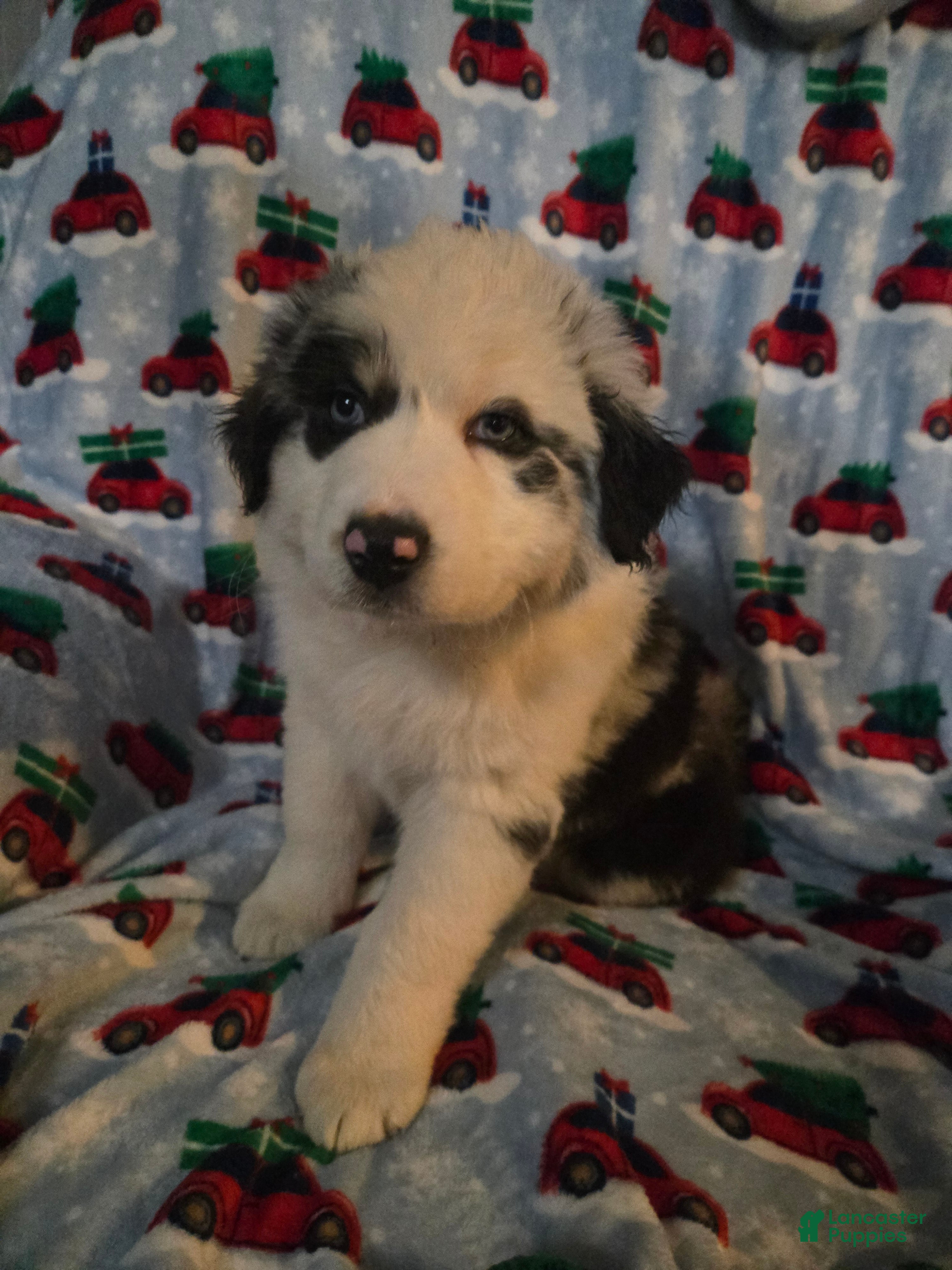 Australian Shepherd dogs Biggie "mini"  - Ad 31