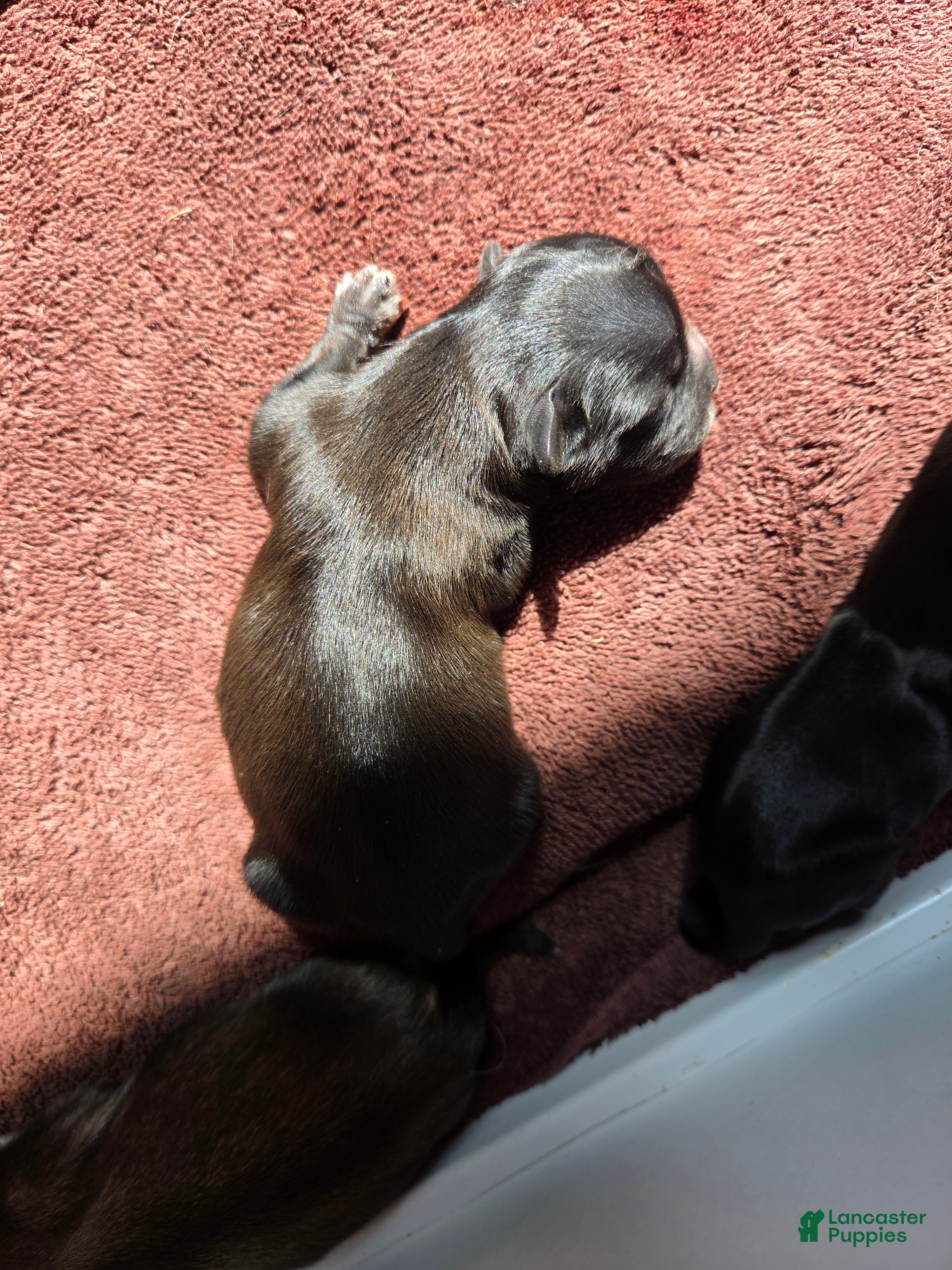 Shih Tzu dogs Shih Tzu Puppy 5 - Ad 32
