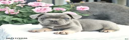 French Bulldog dogs for sale: Sailor  - Ad 5