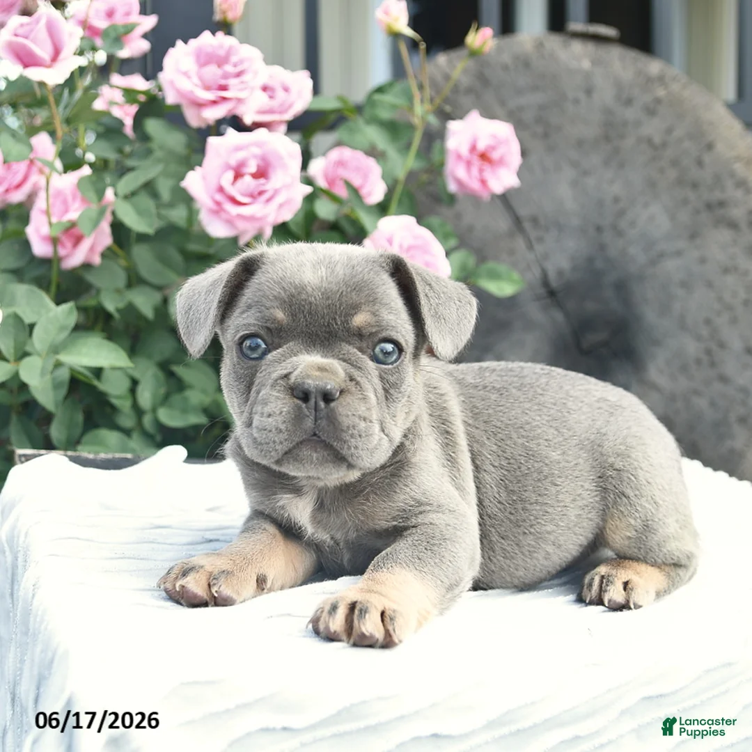 French Bulldog dogs for sale: Sailor  - Ad 5