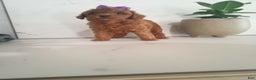 Miniature Poodle dogs for sale: Parker  - Ad 4