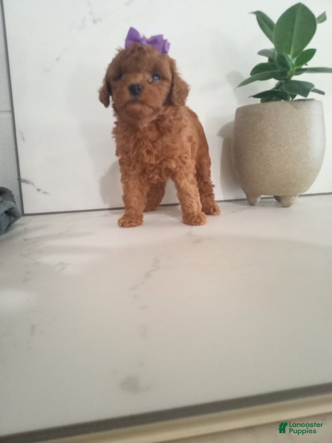 Miniature Poodle dogs for sale: Parker  - Ad 4