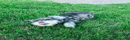 Miniature Schnauzer dogs for sale: Nessa - Ad 9
