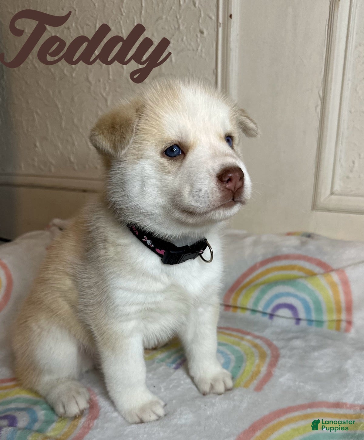 Siberian Husky dogs Teddy - Ad 23