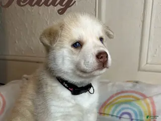 Siberian Husky dogs Teddy - Ad 34